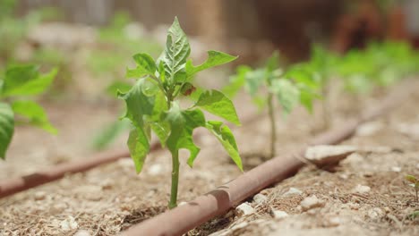 young tomato plants growing with drip irrigation