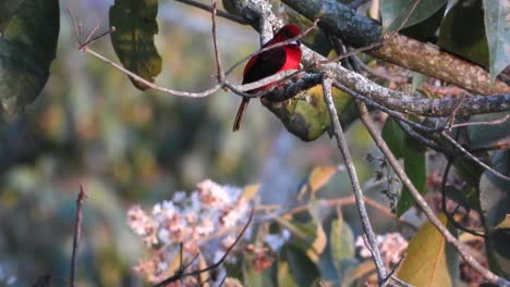 crimson-backed tanager dives swiftly from perch on forest twig