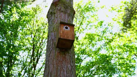 Meisenkasten-Auf-Einem-Baum,-In-Den-Ein-Blauer-Vogel-Hineinfliegt,-Um-Den-Kindern-Futter-Zu-Bringen,-Und-Wieder-Herausfliegt