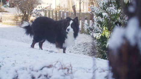 Mittlere-Aufnahme-Eines-Australischen-Schäferhundes,-Der-Im-Schnee-Im-Garten-Steht-Und-Sich-Umschaut