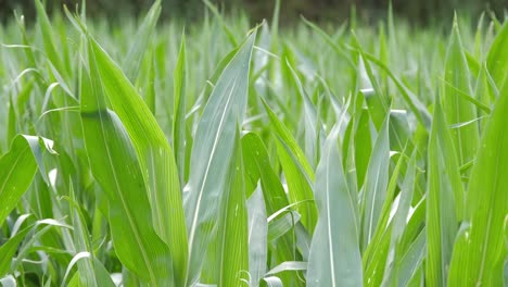 Cerrar-El-Campo-De-Cultivo-De-Maíz-Verde-Brillante-Moviéndose-Con-El-Viento,-Tierras-Agrícolas