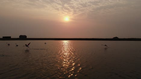 Aerial-dolly-to-setting-sun-rays-shimmering-across-water-as-flamingos-flap-wings-in-flight