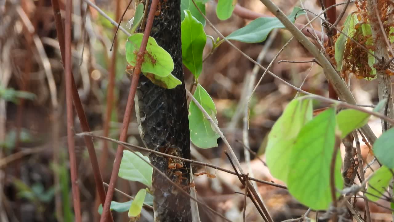 hormigas comiendo serpientes en el área del estanque