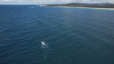 Aerial-View-Of-Humpback-Whales-Swimming-In-The-Ocean-In-Australia---drone-shot