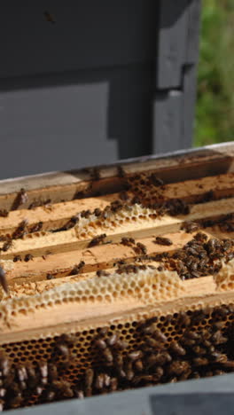 apiarist takes a dark full frame out of hive. man holding a wax frame covered with bee colony. close up. vertical video