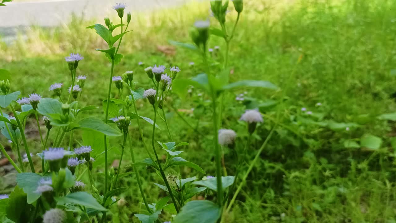 초록색 ageratum conyzoides 꽃의 모습