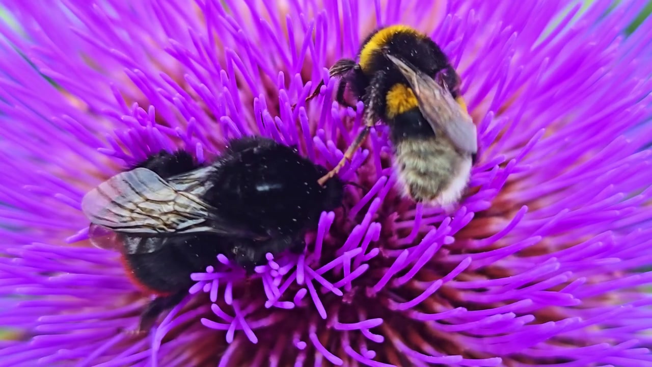 Macro extremo de dos abejorros recolectando polen y néctar en una flor de alcachofa morada en flor