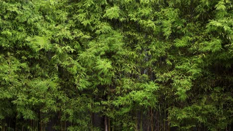un tranquilo bosque de bambú con denso follaje verde, capturado en la luz natural, transmitiendo la paz y la belleza de la naturaleza