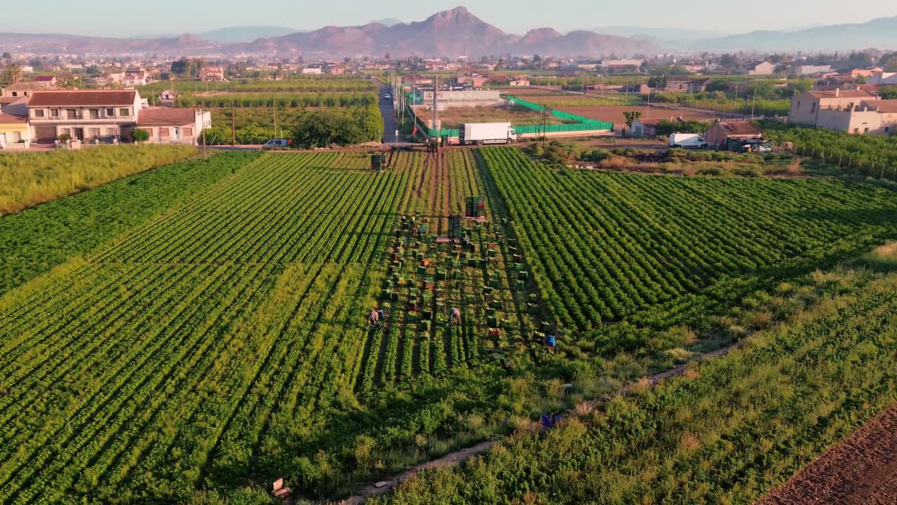 스페인의 농업 플랜테이션에서 을 수확하는 농부 또는 농장 노동자