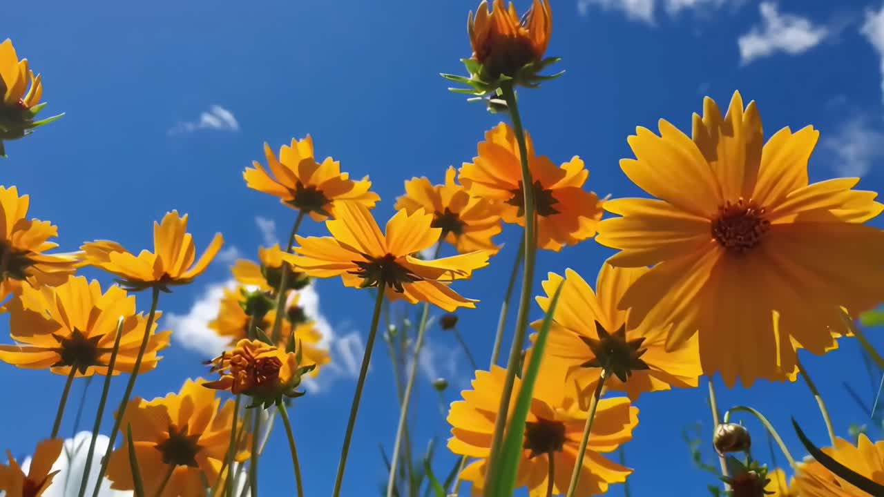 Low-angle video of vibrant yellow flowers against a clear blue sky, capturing nature's beauty