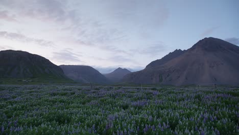 a stunning field of purple lupine flowers bordering majestic icelandic mountains