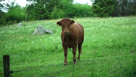 beautiful brown cow bull standing on a green meadow behind a fence and looking towards the camera which is getting closer