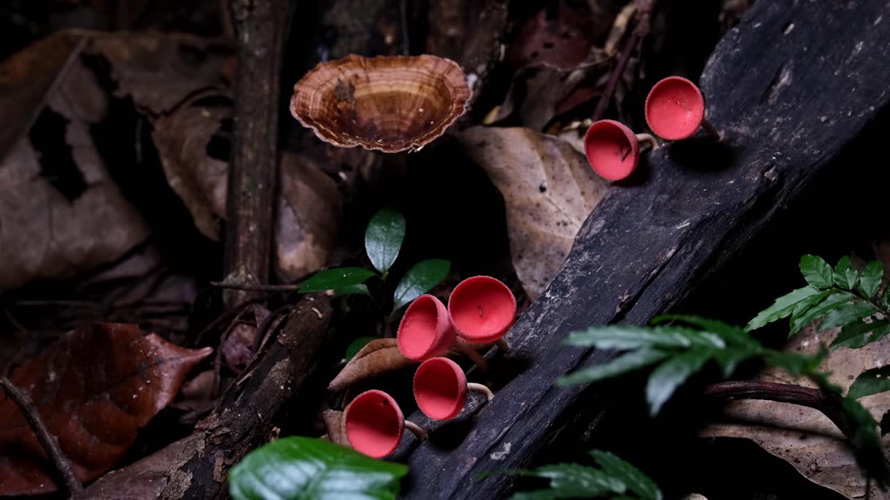 la cámara se aleja a medida que la cámara se desliza hacia la izquierda, hongos de taza roja o setas de champán cookeina sulcipes, tailandia