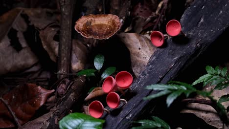 camera zooms out as the camera slides to the left, red cup fungi or champagne mushroom cookeina sulcipes, thailand