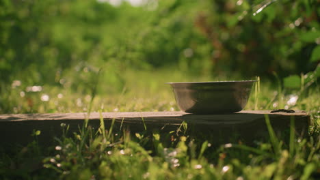 metal bowl placed on wooden plank in natural outdoor setting, with blurred background featuring lush greenery and gentle swaying leaves in a sunny day