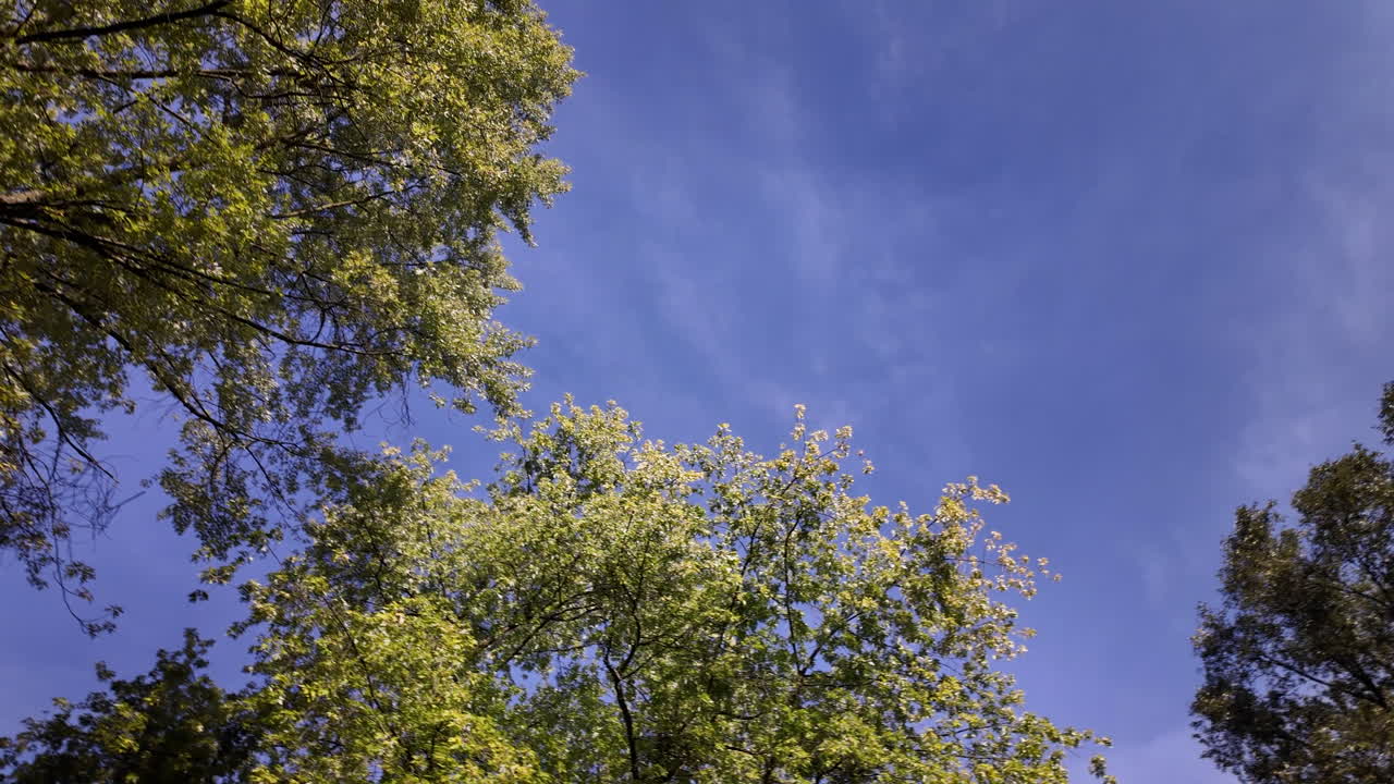 Green tree canopy against clear blue sky