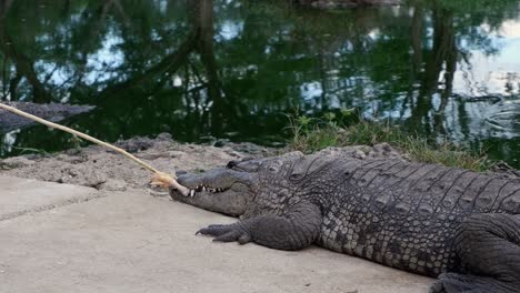 Salt-Water-Crocodile-in-Mexico-snaps,-eats-chicken-foot-from-a-stick