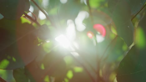 lens flares, dof, slow motion, abstract: sun beams shining through leaves with abstract bokeh, rack focus, and lens flares in slow motion