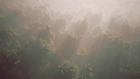fog in a forest at aerial view