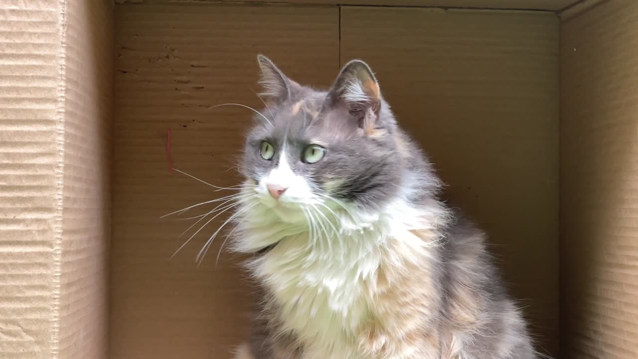 귀여운 고양이, 세심하고, 주위를 둘러보며, 아름다운 갈색 털과 맑은 눈, 애완동물 개념, 슬로우 모션