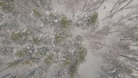 Pinienwälder-Mit-Frischem-Schnee-Bedeckt,-Obere-Ansicht