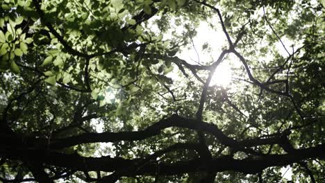 el sol brilla a través de los árboles mientras la cámara avanza a través del bosque