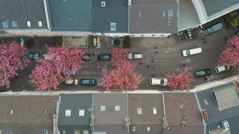 drone - aerial top shot of the kirschbluete cherry blossom in the heerstraße heerstreet breitestraße bonn 25p