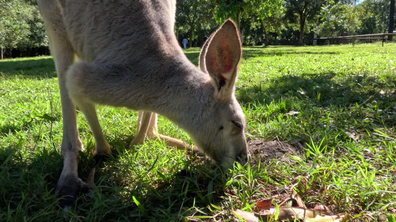un canguro comiendo hierba en un campo soleado
