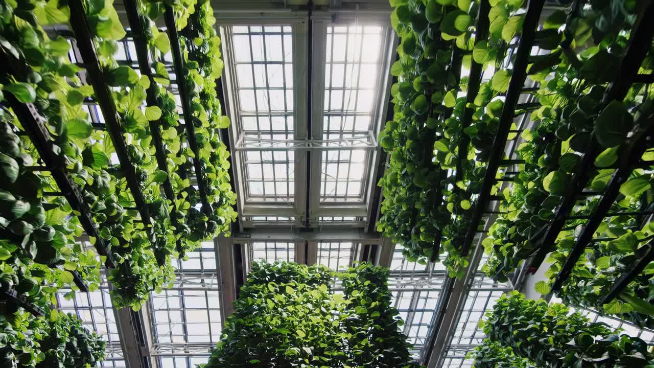 Low-angle video shot of vertical garden in a greenhouse, showcasing lush green plants