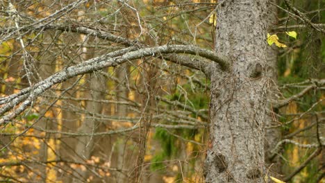 Miniature-golden-crowned-kinglet-bird-migrates-in-fall-during-very-active-season