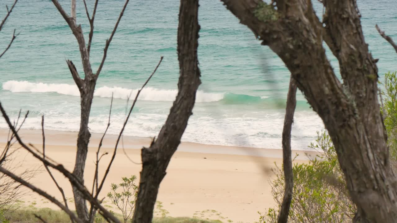 Beach view through the trees