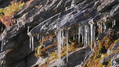 Wasser-Tropft-Von-Den-Schmelzenden-Eiszapfen,-Die-An-Den-Dunklen,-Verdorrten,-Moosbedeckten-Felsen-Hängen