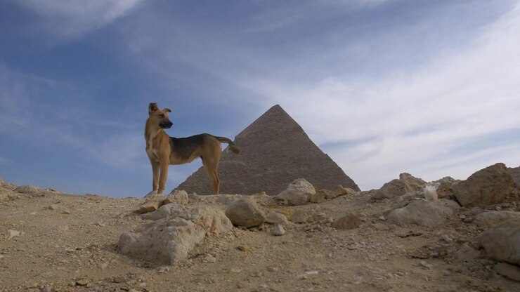Un cane randagio in piedi di fronte alle piramidi d'Egitto.