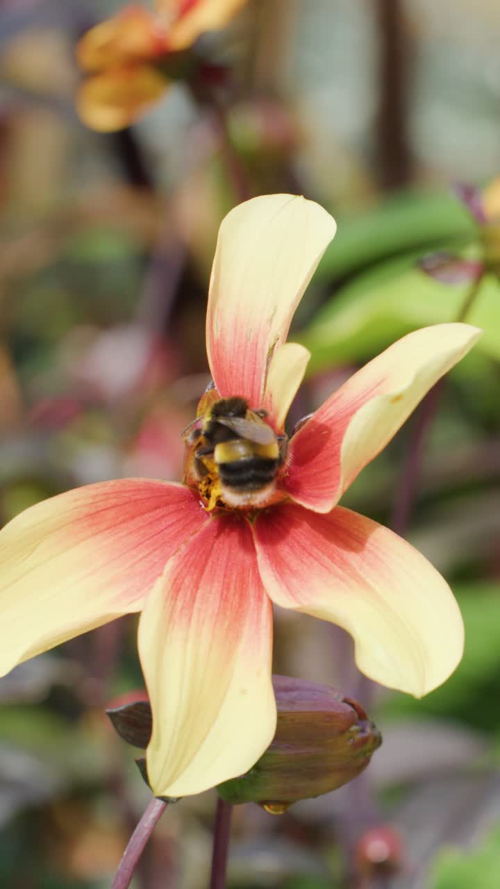 A bumblebee lands on a red and yellow flower, gathers pollen, then takes flight. Natural daylight, shallow depth of field, close-up perspective