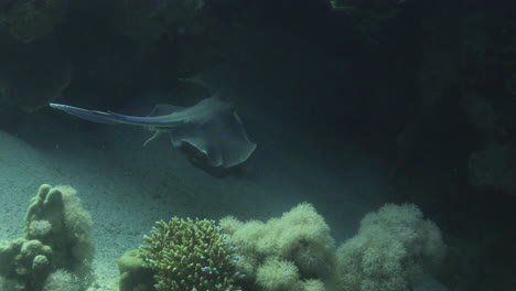 raya azul en el mar rojo al lado del arrecife de coral