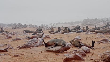 a colony of cape fur seal (arctocephalus pusillus), at walvis bay namibia, some resting on the shore and others swimming and diving in the sea.