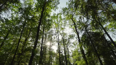 Niedrigwinkelaufnahme-Des-Sonnenlichts,-Das-Durch-Die-Baumkronen-Strömt