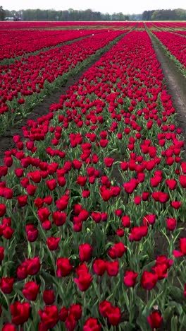 el campo de tulipanes rojos