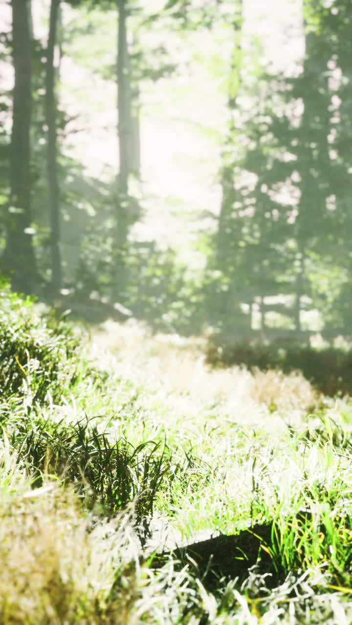 빛이 비치는 숲길