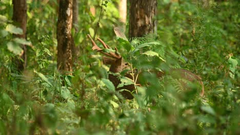 野生動物保護區 (huai kha kaeng wildlife sanctuary, 泰國)