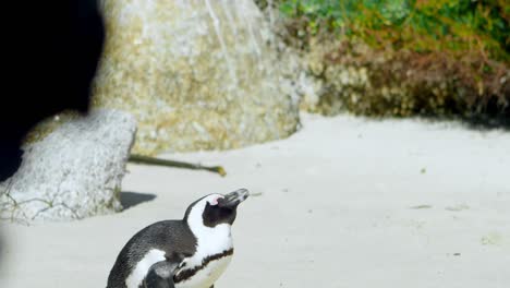 woman taking photos of penguin with mobile phone 4k