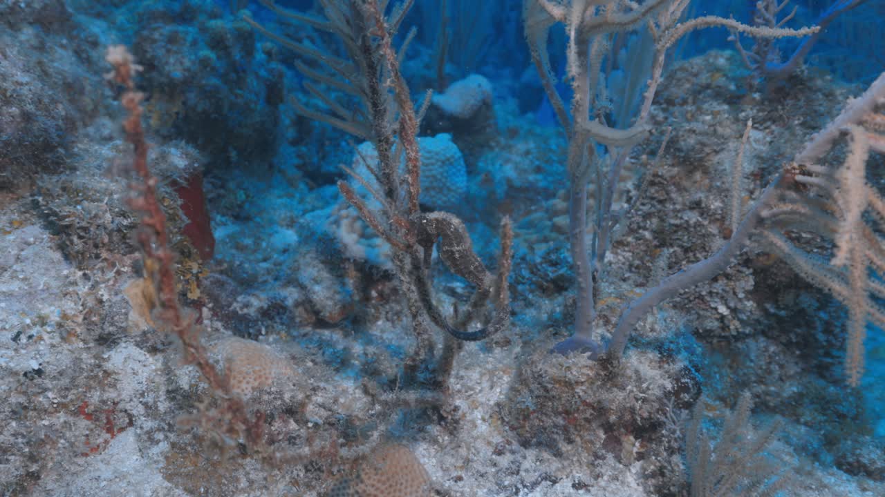 Delicate Seahorse Clinging to Coral on a Tropical Reef — Graceful Marine Creature Captured in Stunning Detail and Peaceful Underwater Scenery — Filmed in Crisp 4K 60 FPS for Premium Stock Footage