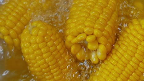 corn cobs in boiling hot water. maize has become a staple food in many parts of the world, with the total production of maize surpassing that of wheat or rice.