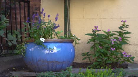 una hermosa escena de flores violetas