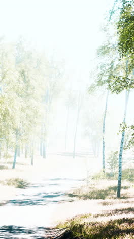 birch forest in sunlight in the morning