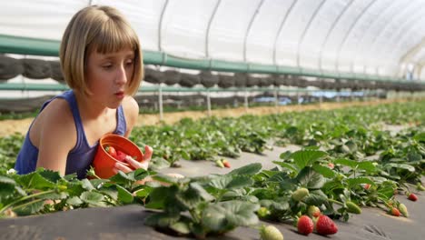 Mädchen-Pflücken-Erdbeeren-Auf-Dem-Bauernhof-4k