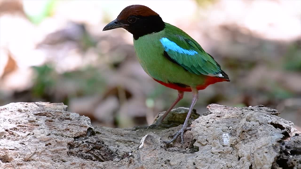 동남아시아에서 흔히 볼 수 있는 꽤 친근한 새