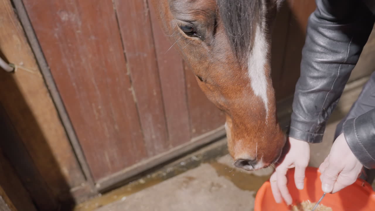Hest spiser fra orange spand, nærbillede af mule i stald, dyrepassers hånd skovler korn i spanden, ærme af læderjakke synligt, træstalddør som baggrund, varmt sollys på tekstur, roligt og intimt.