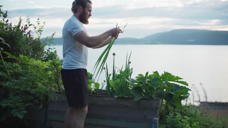 Jardinero-Cortando-Cultivos-Vegetales-De-La-Caja-De-Plantación