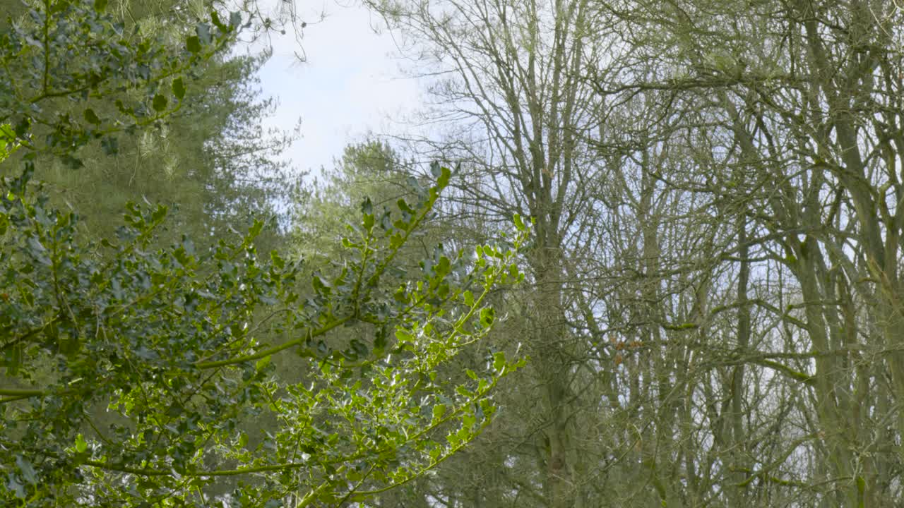 Beautiful scenery of a forest where the green leaves of the trees can be seen